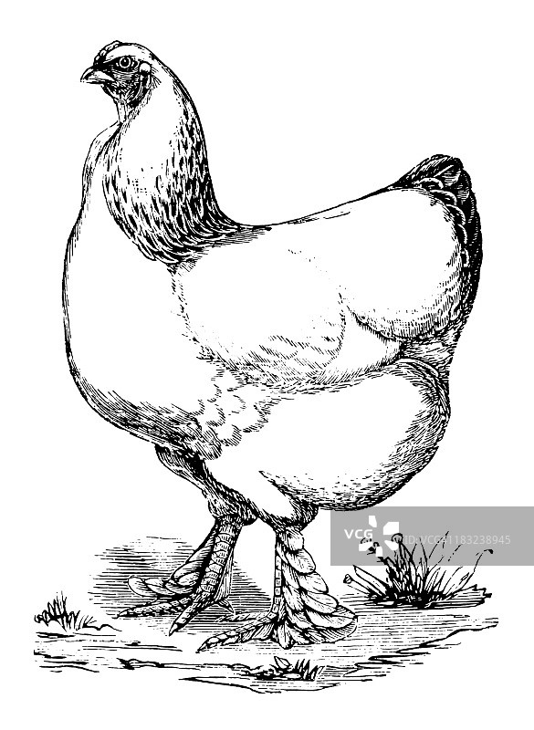 古董母鸡插画图片素材