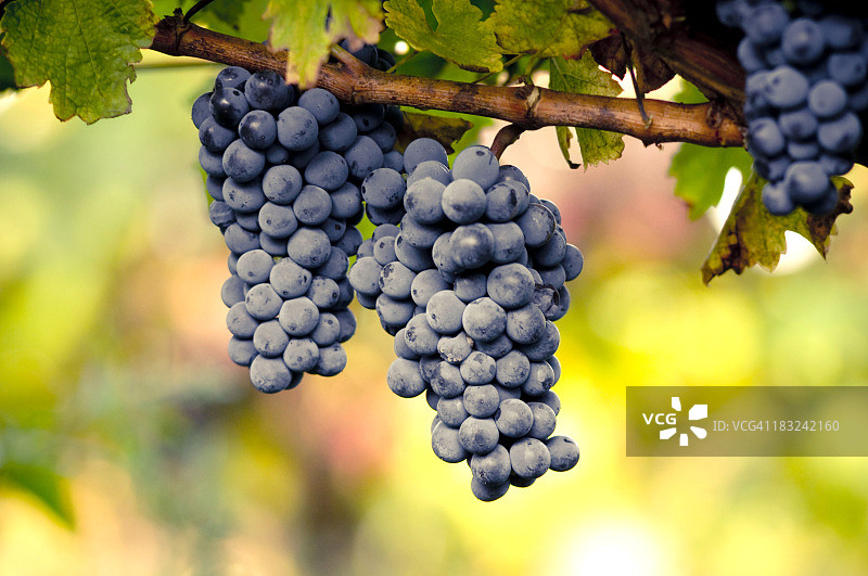 葡萄园图片素材