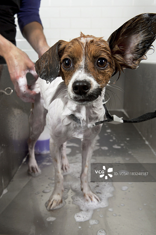 在自助狗狗清洗处洗澡的可爱蝴蝶犬图片素材