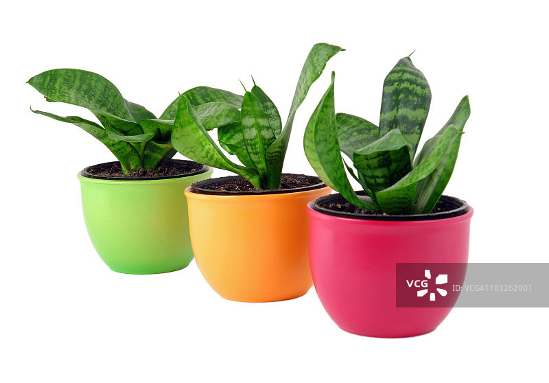 花朵交通灯图片素材