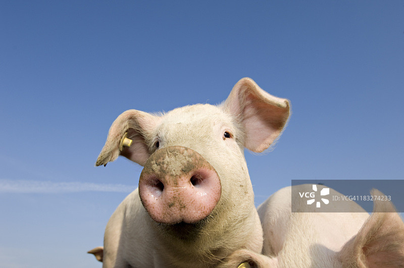 户外散养小猪图片素材