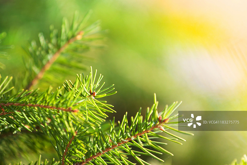 圣诞树的背景图片素材