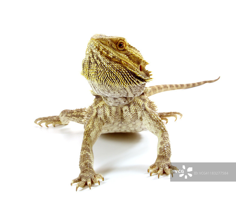 蜥蜴3图片素材
