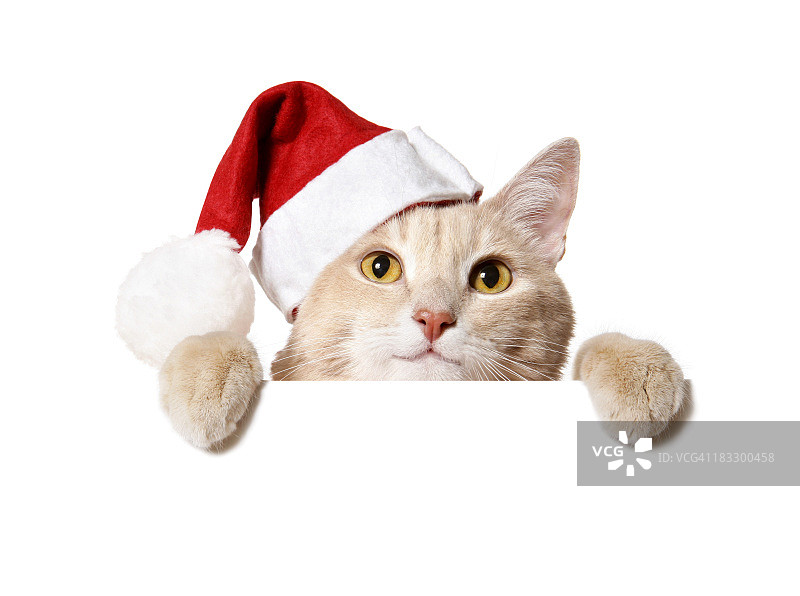 戴着圣诞帽，举着空白标牌的猫图片素材