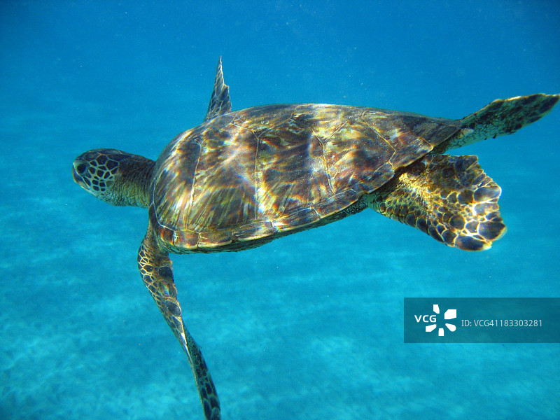 海龟图片素材
