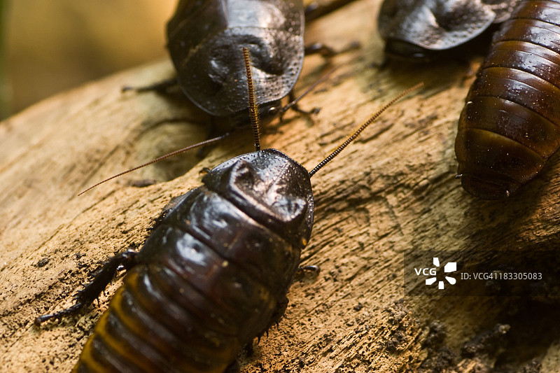 木头上的蟑螂图片素材