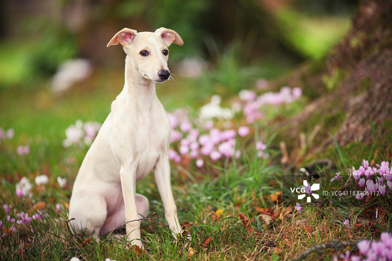 林地中的惠比特犬幼犬图片素材