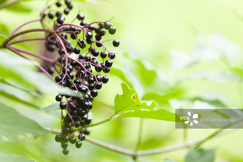 绿叶背景下的一束成熟接骨木浆果图片素材