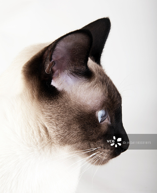 我的猫图片素材