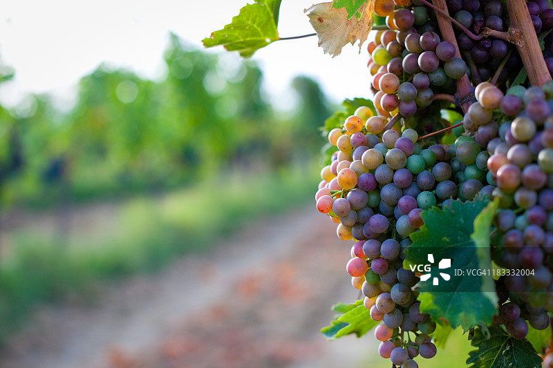 葡萄园里的葡萄图片素材