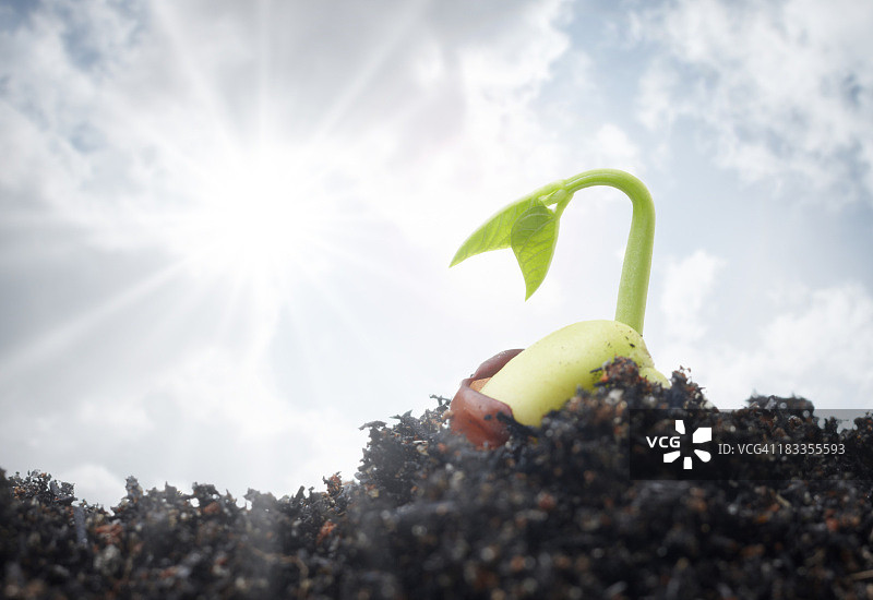 开始生长的小幼苗图片素材