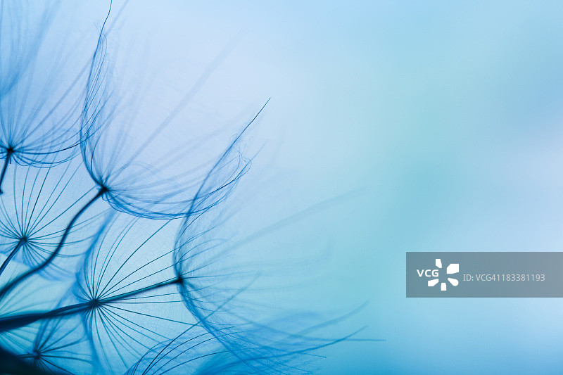 蒲公英的种子图片素材