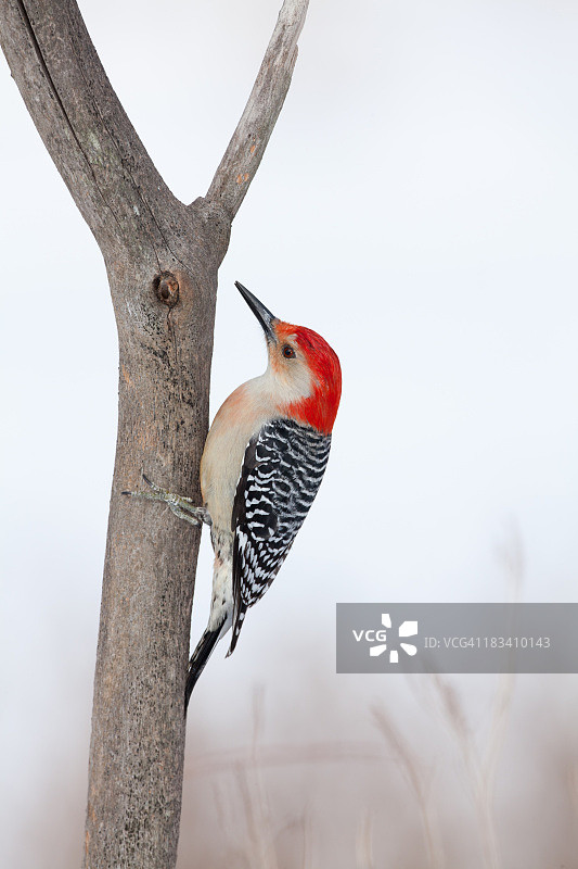 红腹啄木鸟图片素材