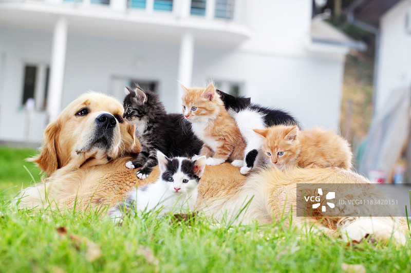 狗和小猫在户外图片素材