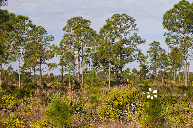 佛罗里达州的松树林——湿地松和锯棕榈图片素材