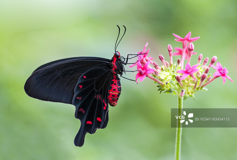 粉色玫瑰花与燕尾蝶图片素材