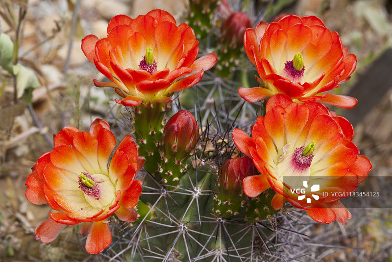 美丽的葡萄酒杯仙人掌花图片素材