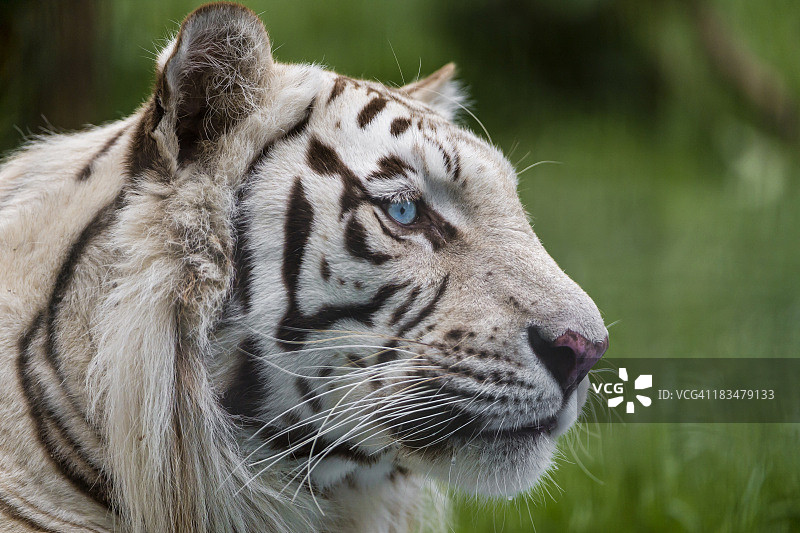 雄性白虎的侧面轮廓图片素材