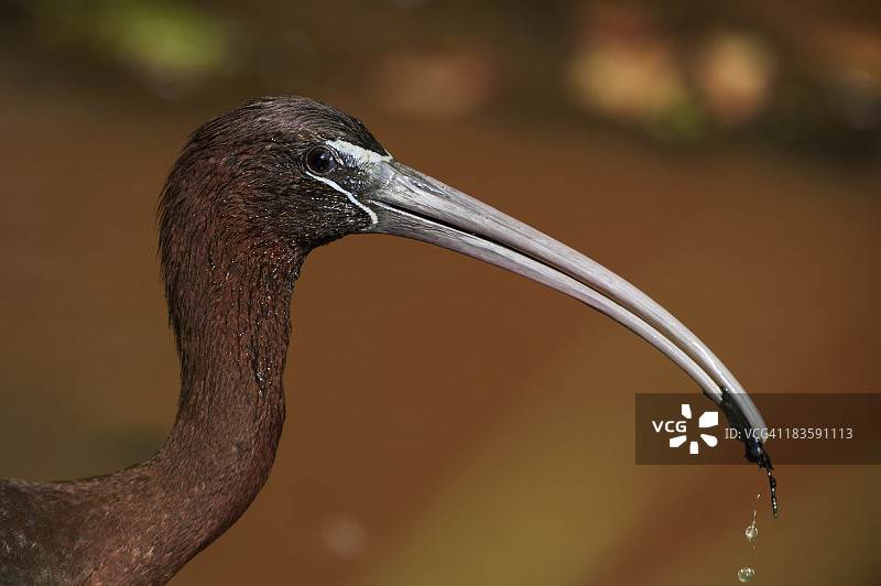 彩鹮特写图片素材