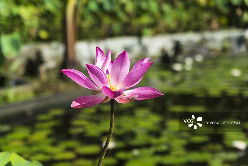 睡莲，水宫，蒂尔塔冈加，巴厘岛图片素材