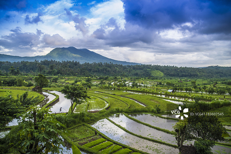 巴厘岛提尔塔冈加稻田图片素材