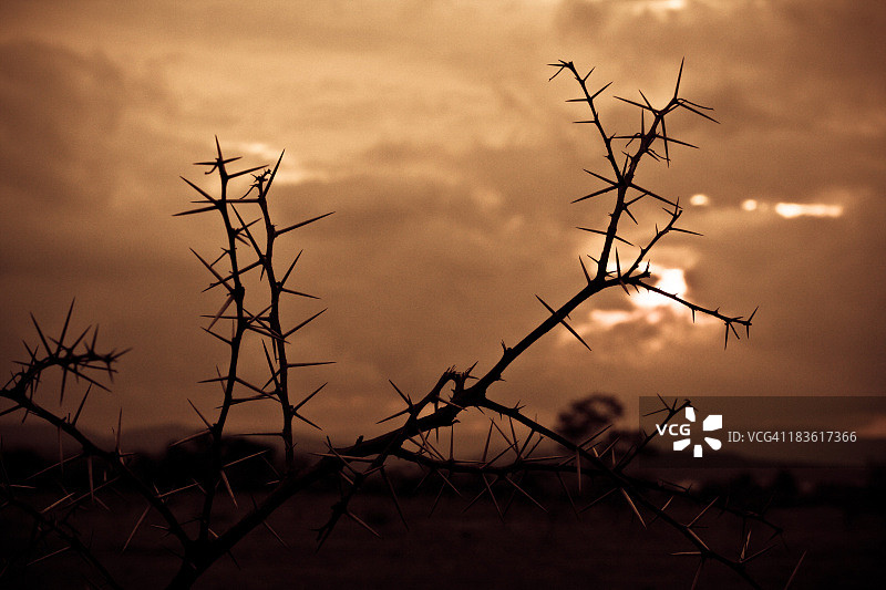 多云傍晚的荆棘图片素材