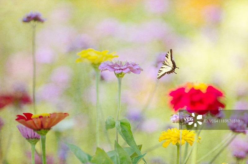 可爱夏季仙女图片素材