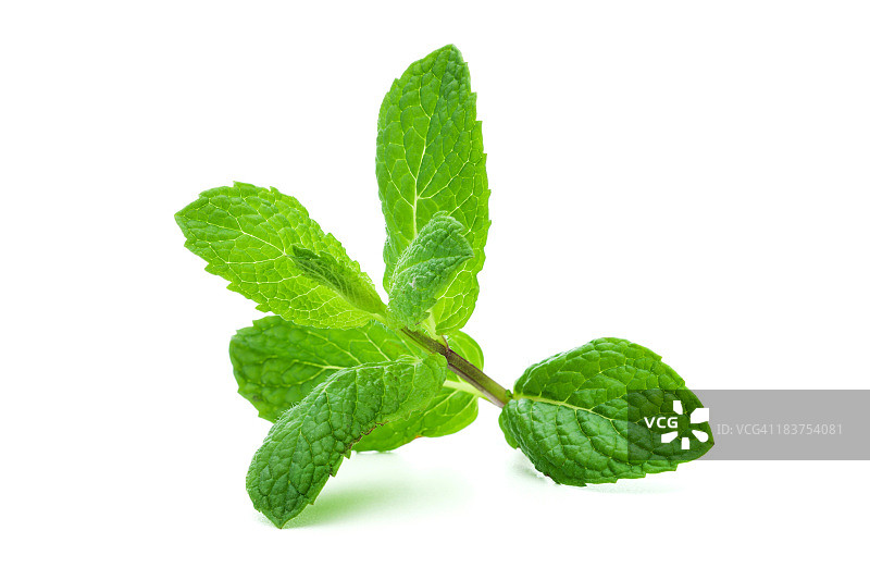 白色背景上，一根巨大的薄荷枝图片素材