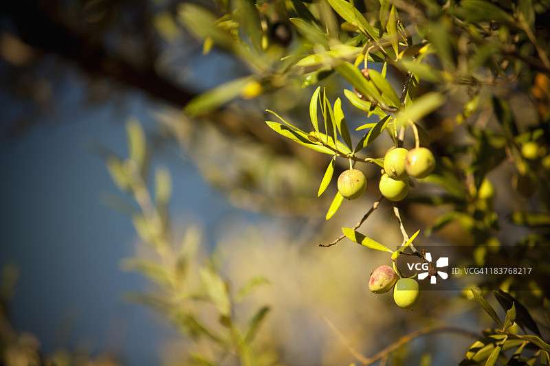 悬挂在树枝上的橄榄图片素材