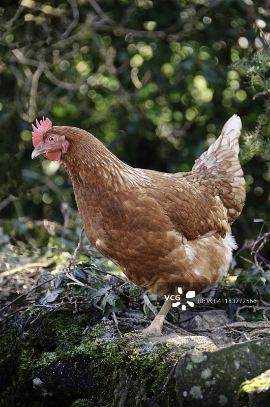 散养母鸡图片素材