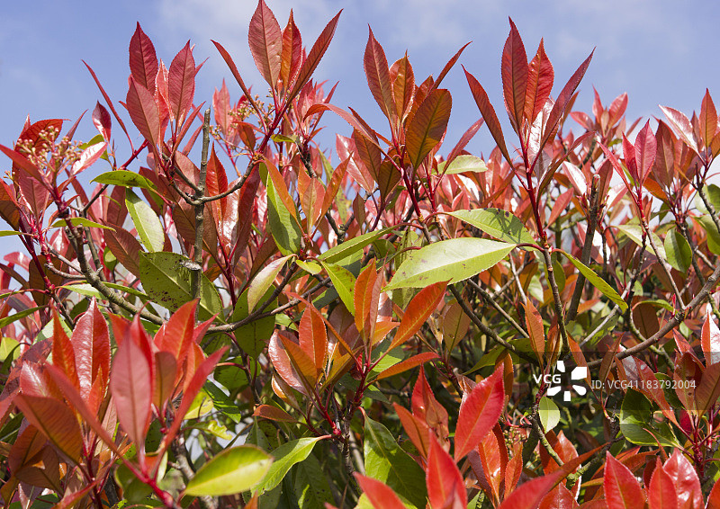 春天里鲜艳的红叶石楠叶图片素材