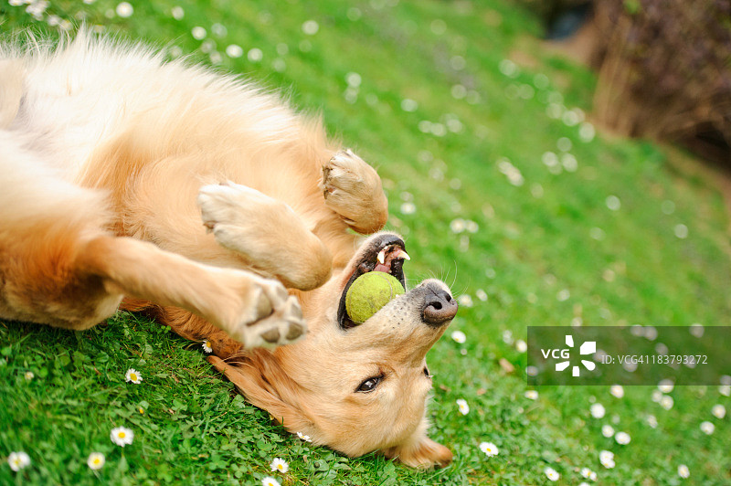 嬉戏的小狗图片素材