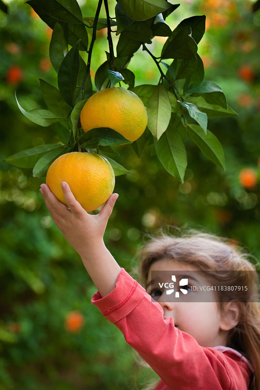 伸手拿橘子的女孩图片素材