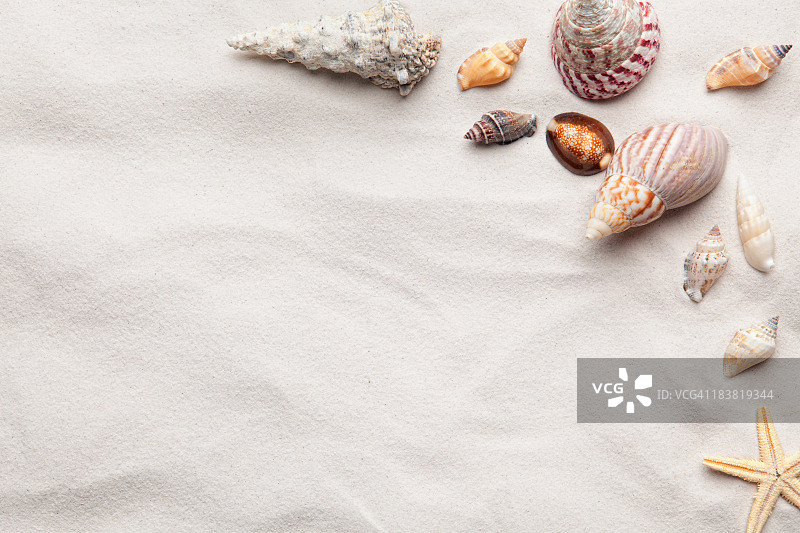 海螺贝壳复制空间场景图片素材