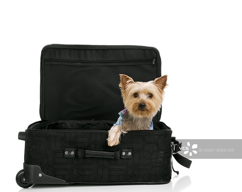 宠物友好旅行图片素材