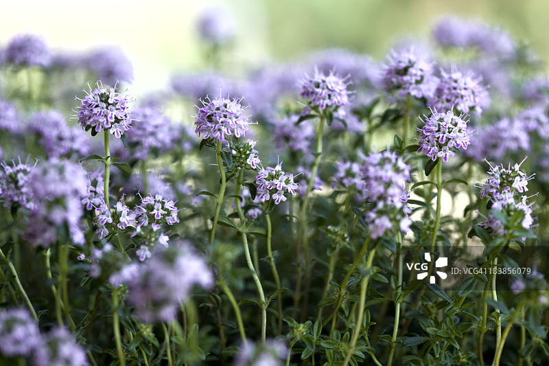 鲜花中的美味图片素材