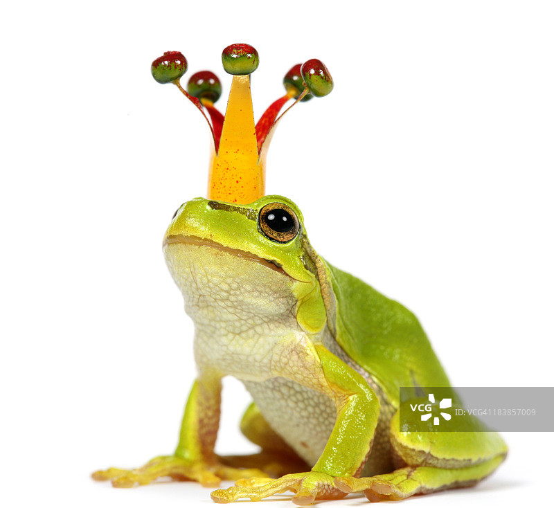 戴着皇冠的蛙图片素材