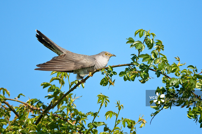 普通布谷鸟（学名：Cuculus canorus）图片素材