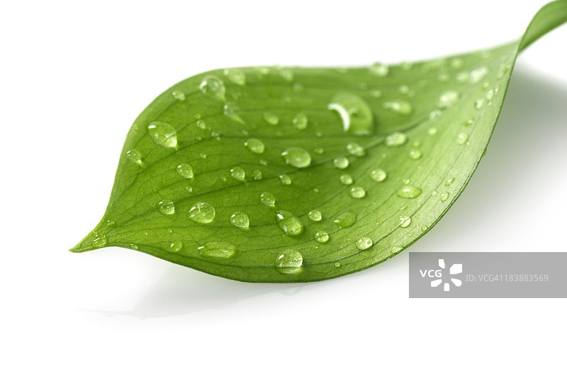 叶子上的水滴图片素材