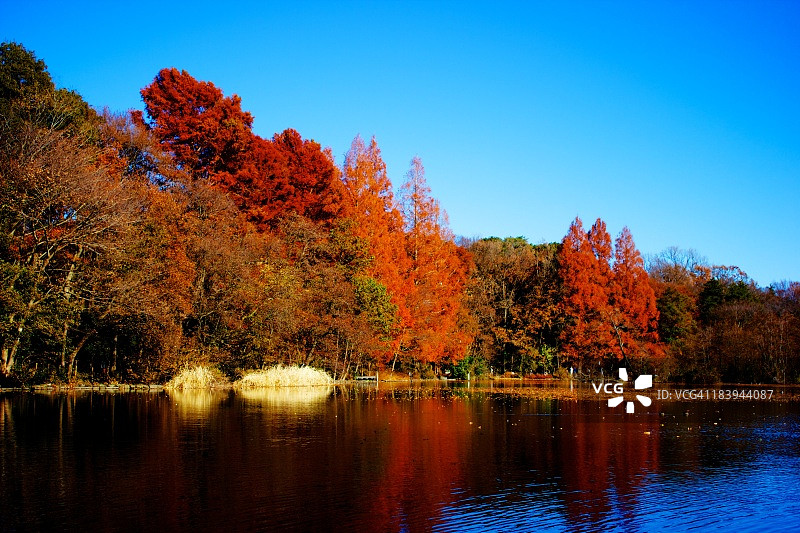 初冬的池塘和周围的树木图片素材