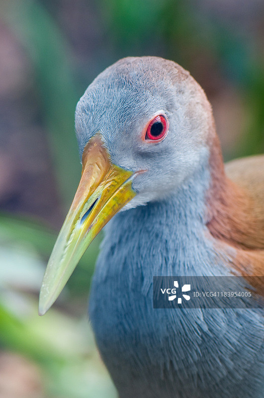 灰颈森林 rail图片素材