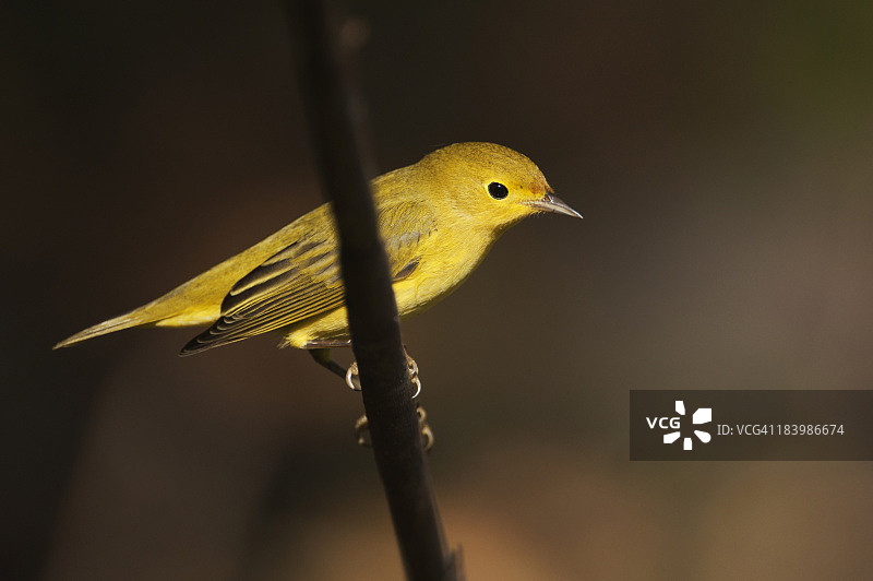 栖息的黄莺图片素材