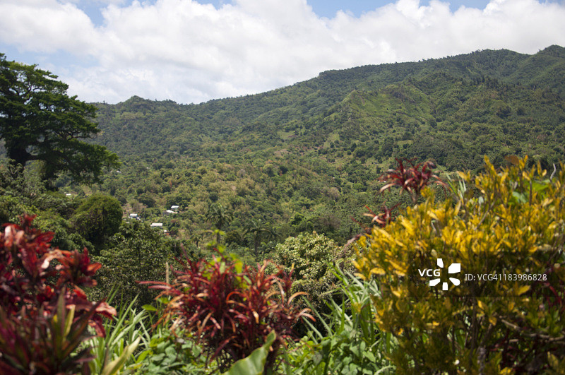 格林纳达乡村，郁郁葱葱的热带山坡图片素材