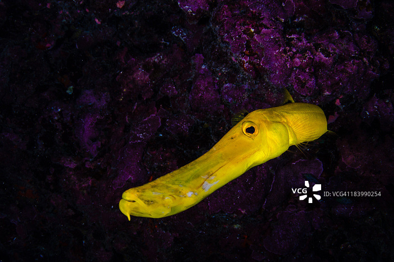 夏威夷小号鱼图片素材