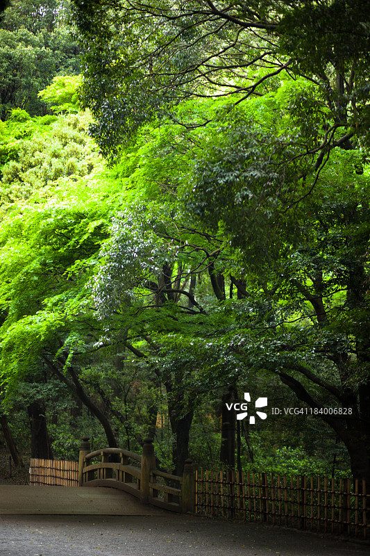 代代木公园小路图片素材