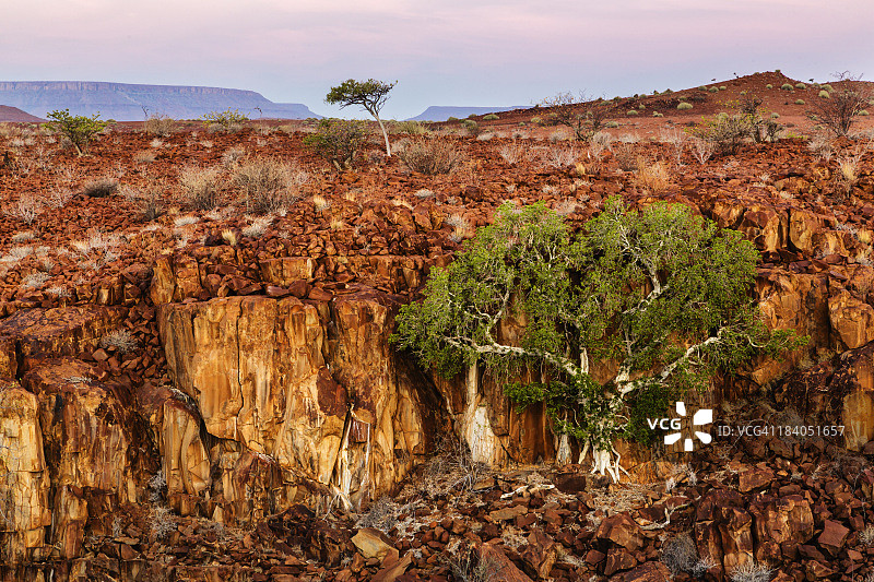 从河峡谷墙壁上生长的榕树图片素材