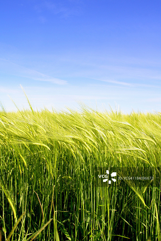 金色大麦图片素材
