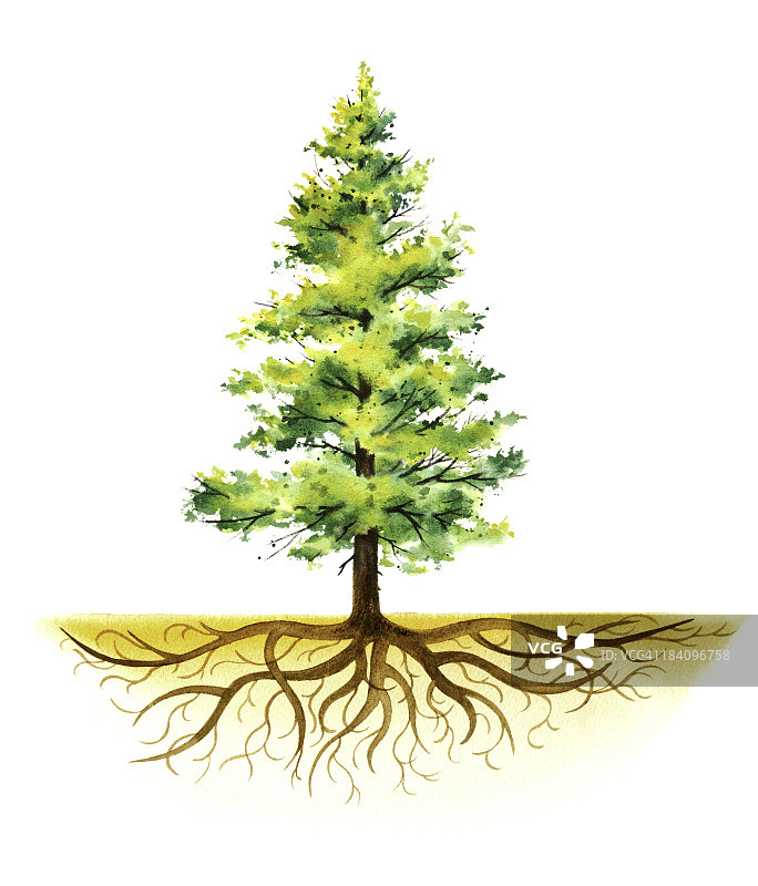 带根的松树图片素材