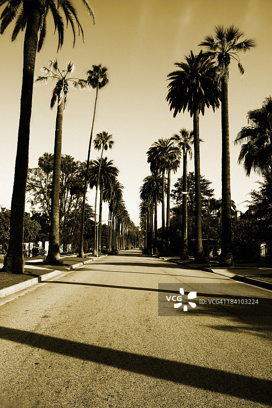 比佛利山庄棕榈树图片素材