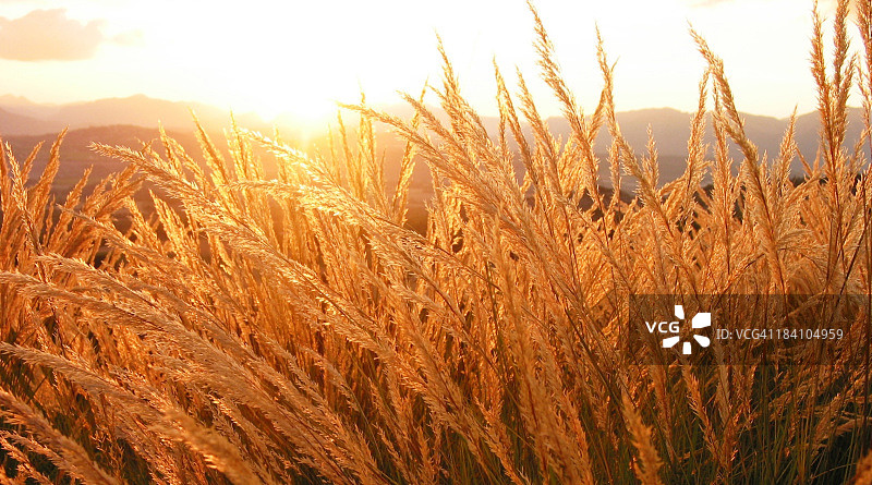 金色麦田图片素材